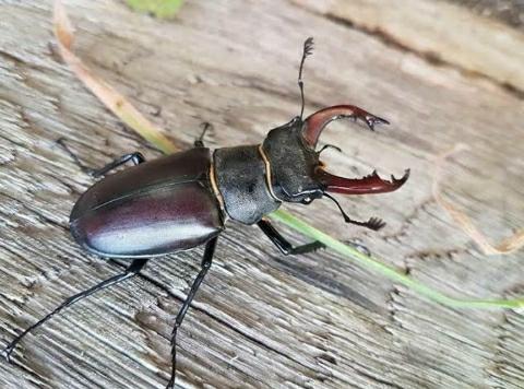 Stag Beetle World's Most Expensive Insect