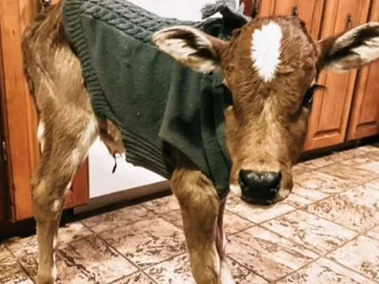 Woman lives with a cow in her bedroom