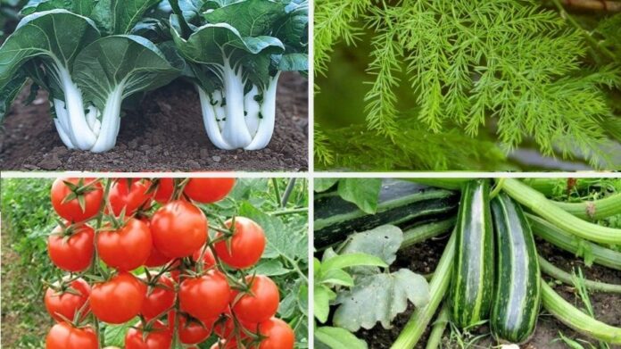 Vegetable Farming Profit