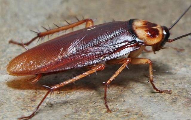 How Cockroaches Survived at the time of Destruction