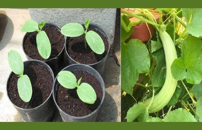 Tips to grow kakdi plant in pot