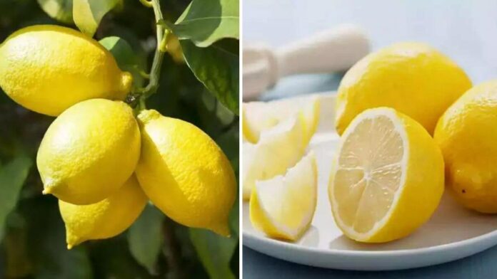 Lemon Business Idea