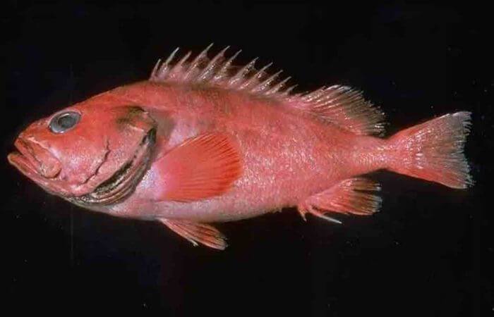Rougheye rockfish