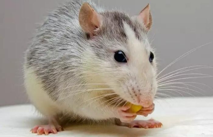 Tips to get rid of rats