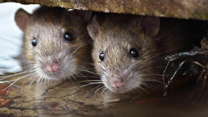 Home tips to get rid of rats