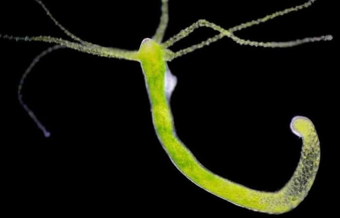 hydra longest living animal on earth