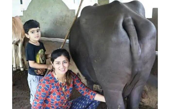 Couple earning 5 lakhs rupees by uploading youtube videos of cow-buffalo