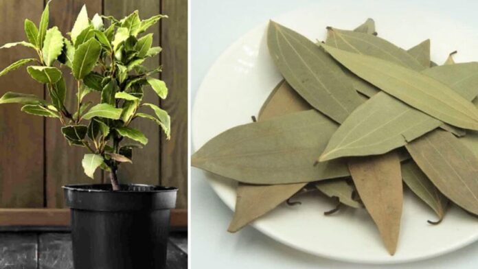How to Grow Bay Leaf Plant at Home