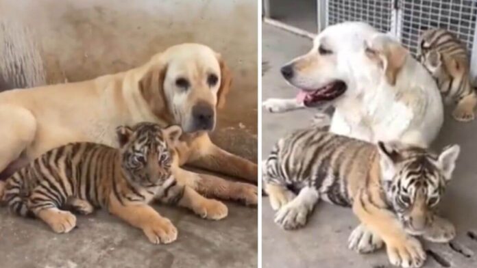Labrador adopted tiger cubs