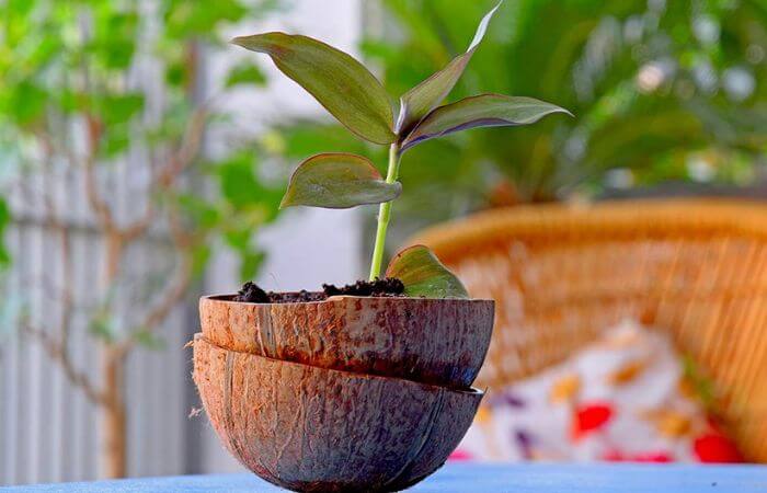 creative use of coconut shell