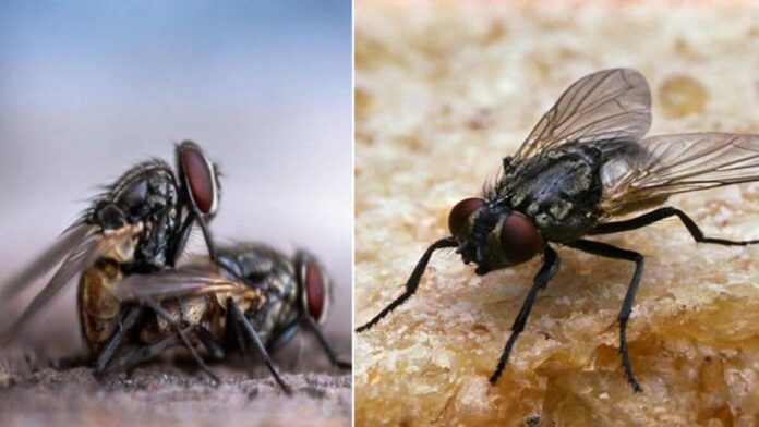 how to get rid of flies from home in hindi