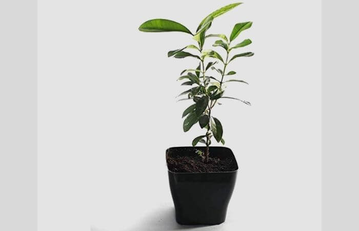 how to grow bay leaf plant in pot