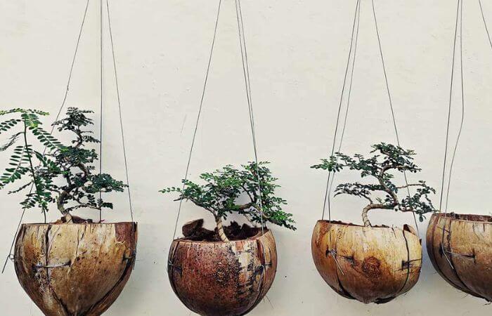 creative use of coconut shell