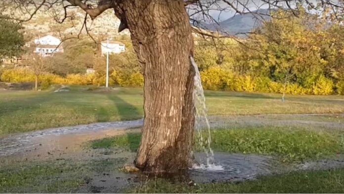 water started flowing from inside the tree