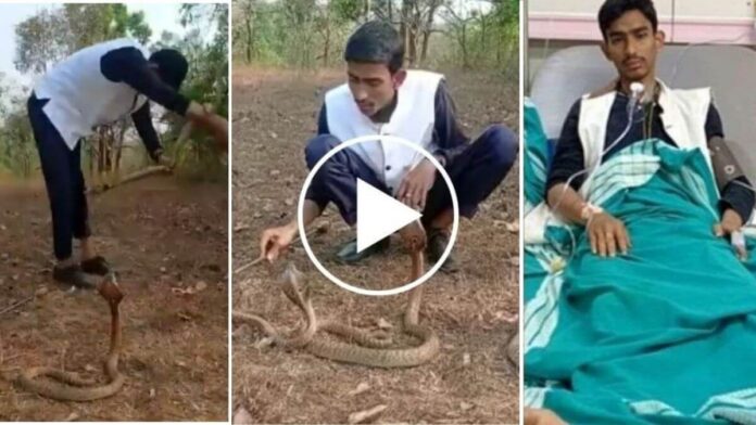 young man playing with king cobra video went viral