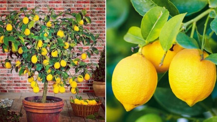 How to grow lemon plant at home
