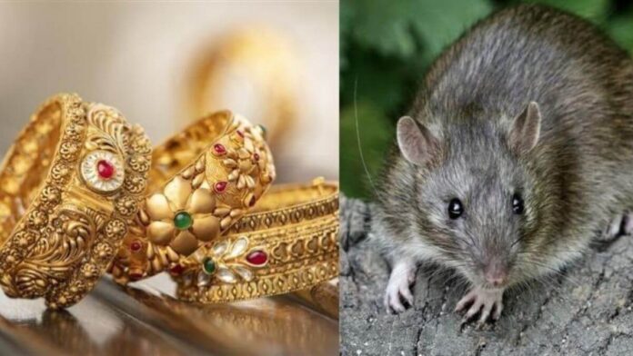 gold worth Rs 5 lakhs recovered from rats