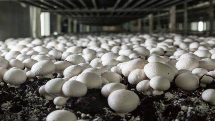 Kuldeep Bisht Mushroom Farming