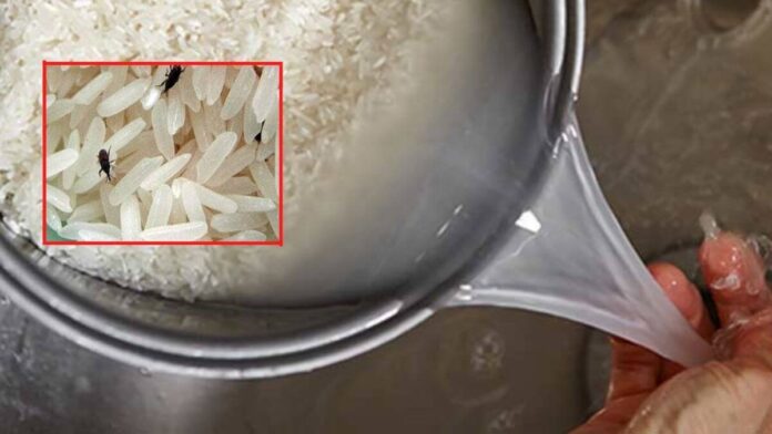 remove bugs and dirt from rice