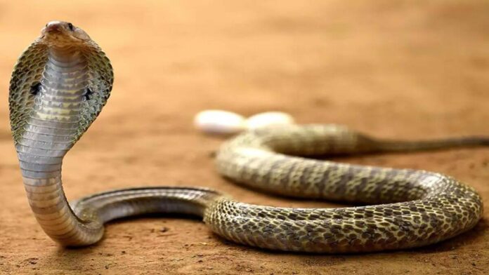 5 most venomous snakes of India