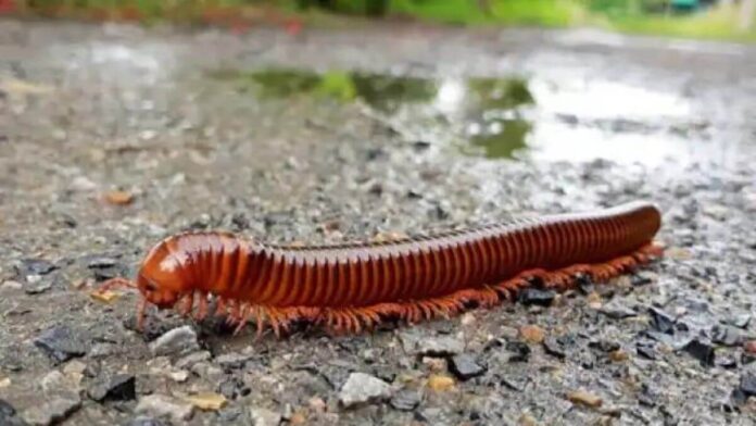 Get rid of Millipedes-At Home