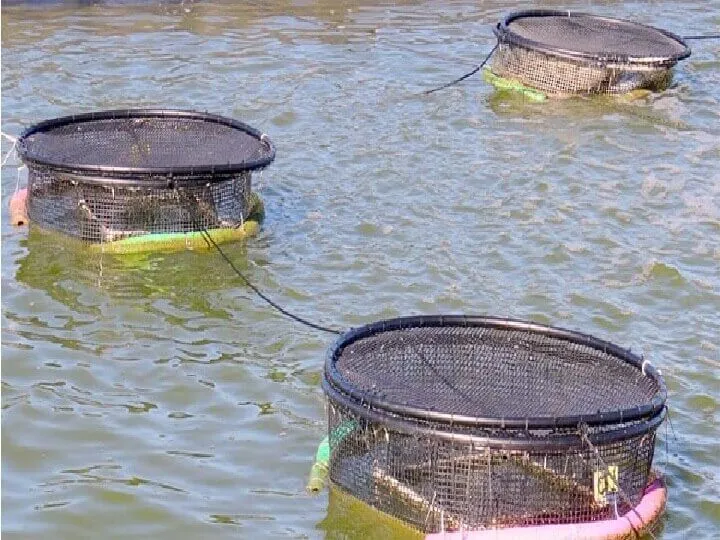 Cage Fish Farming Business