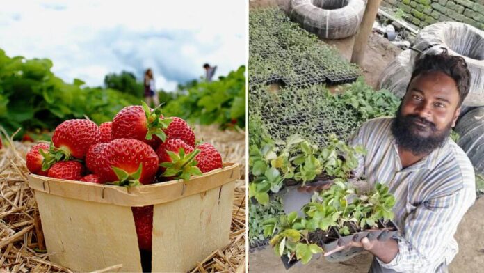 Navin Mohan Rajvanshi Strawberry Farming