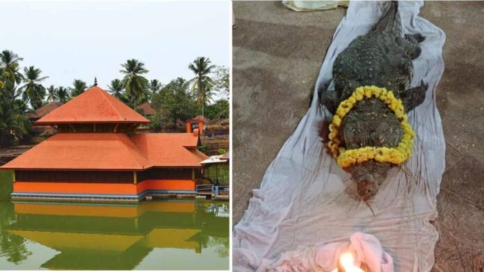 Kerala Temple Vegetarian Crocodile Death