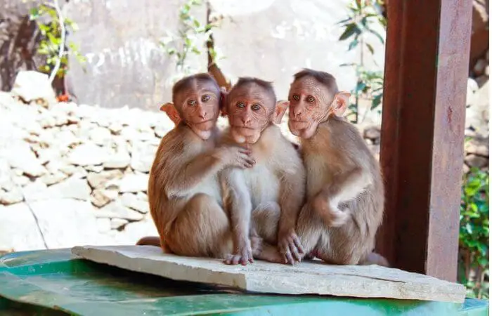 Monkeys Owns Land Maharashtra