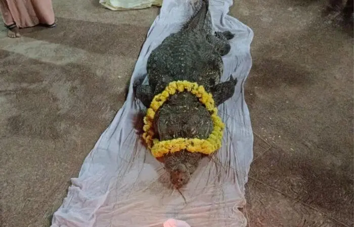 Vegetarian Crocodile Death
