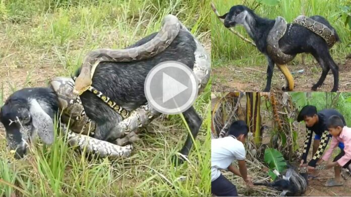 Children saved goats life from python