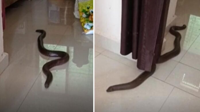 Two Headed Snake Found in Madhya Pradesh