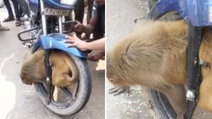 Monkey Stuck in Bike Tyre