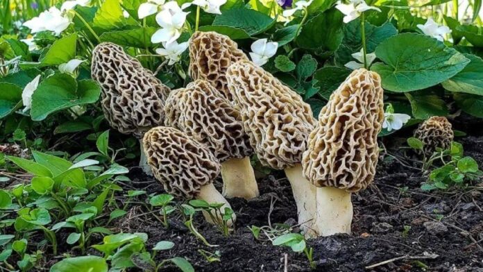 Gucchi Mushroom