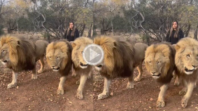 Woman morning walk with lions