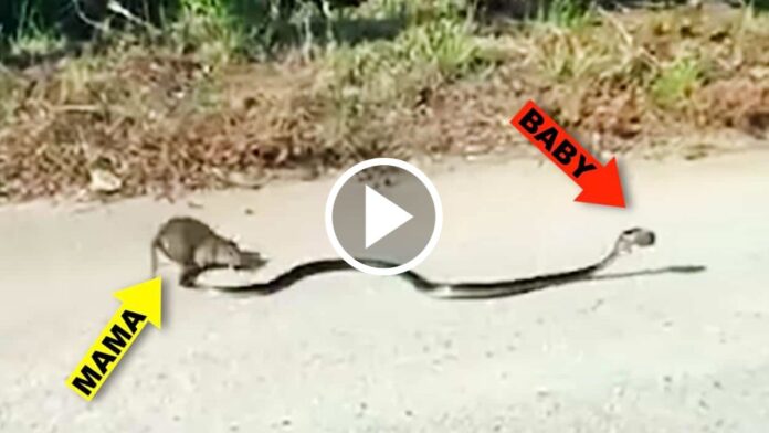 mouse saved her child from the cobra snake