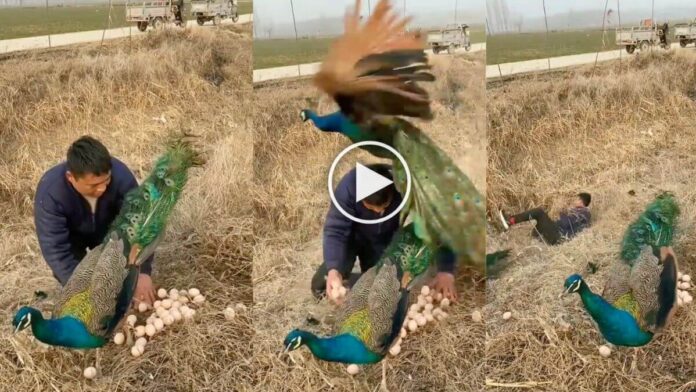 peacock viral video