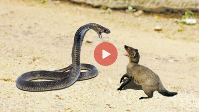 snake and mongoose fight