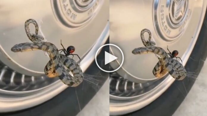 Snake Spider Fight