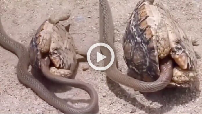 Snake Turtle Viral Video