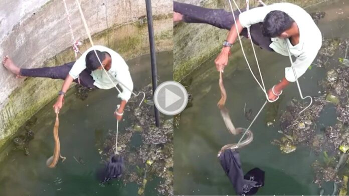 young man rescue snake drowning in the well