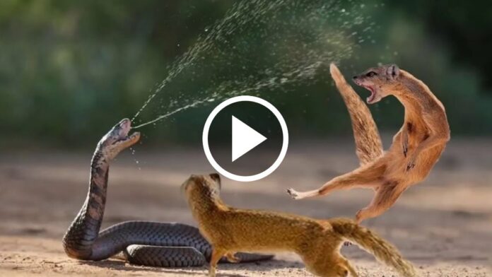 Mongoose vs Black Cobra