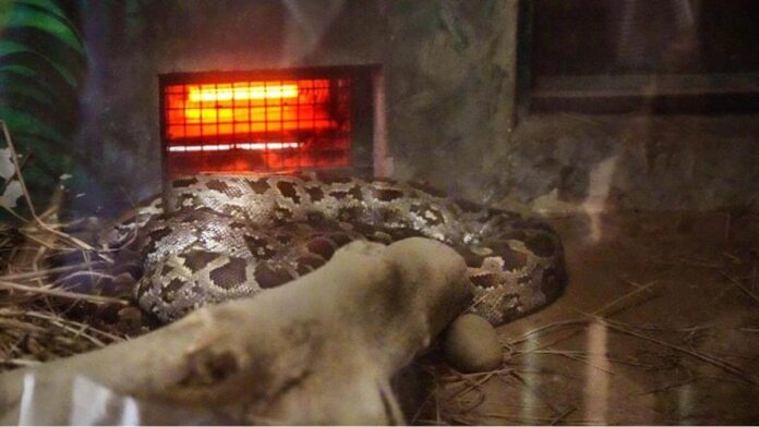 Python lay down near heater