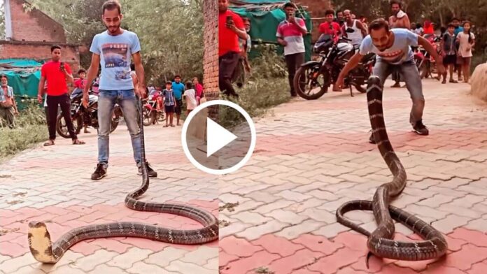 Snake Video
