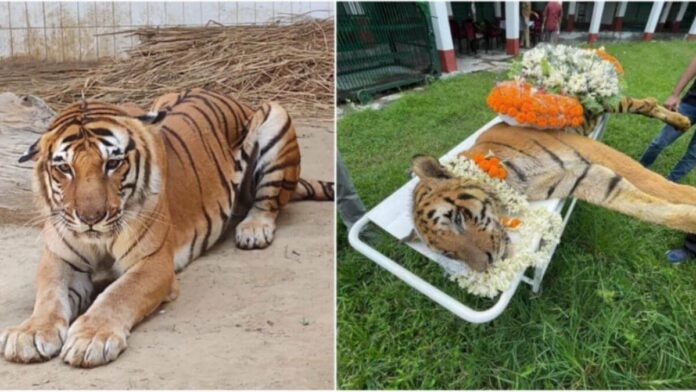 Tiger Kishan no more