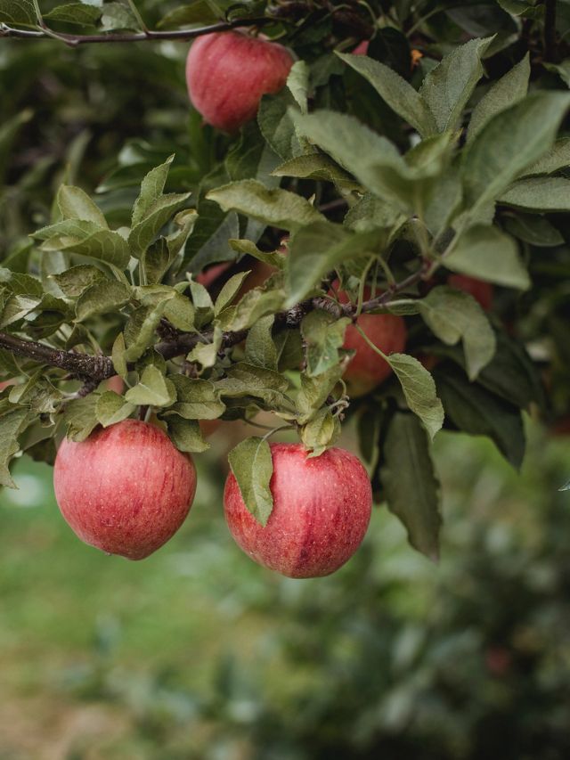 बिहार में सेब की चमत्कारी खेती करने वाला शख्स
