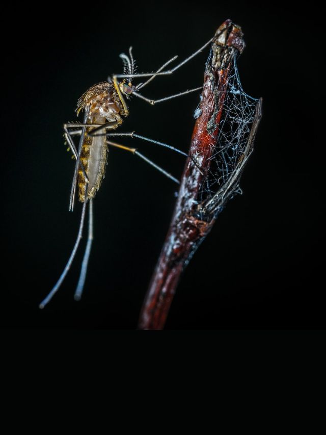 गर्मी के मौसम में मच्छर भगाने का देसी और घरेलू उपाय