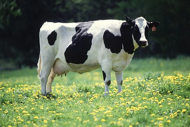 Holstein-Friesian